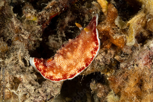 The most beautiful underwater snails of the Indian and Pacific Ocean © GeraldRobertFischer