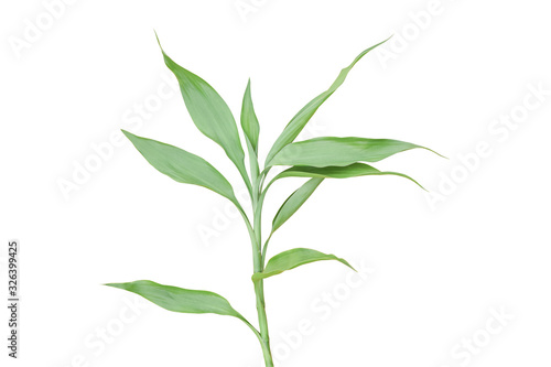 Botanicals leaf isolated on white background. green tropical leaves on branch with clipping path.