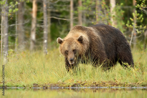 brown bear serious look at summer evening © Erik Mandre