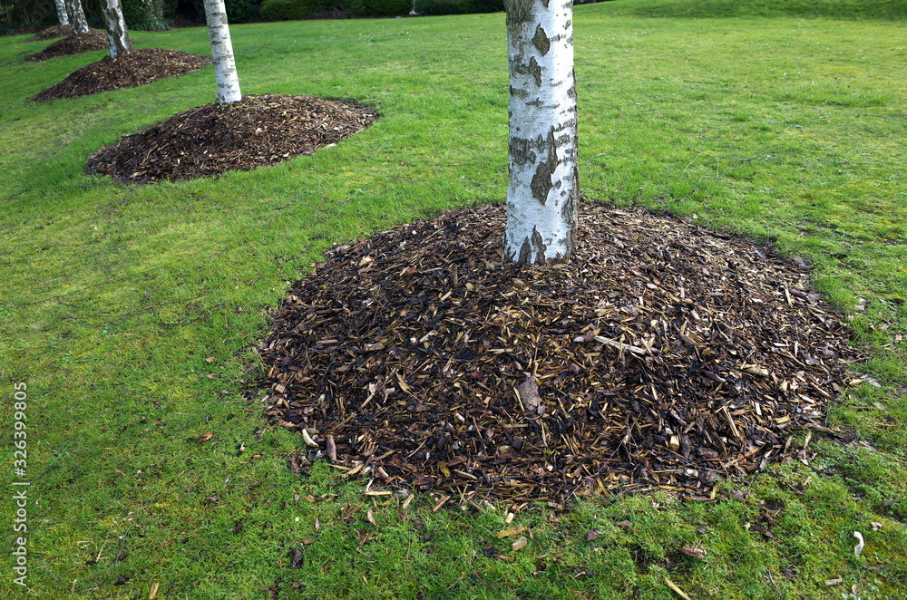 Silver Birch trees in a park with mounds of wood chip mulch around the base. Stock Photo Adobe