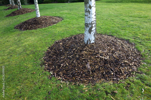 Silver Birch trees in a park with mounds of wood chip mulch around the base.  photo