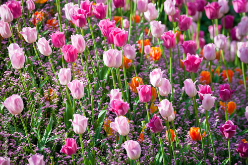 Selective focus view of full frame of colorful tulips in a spring garden