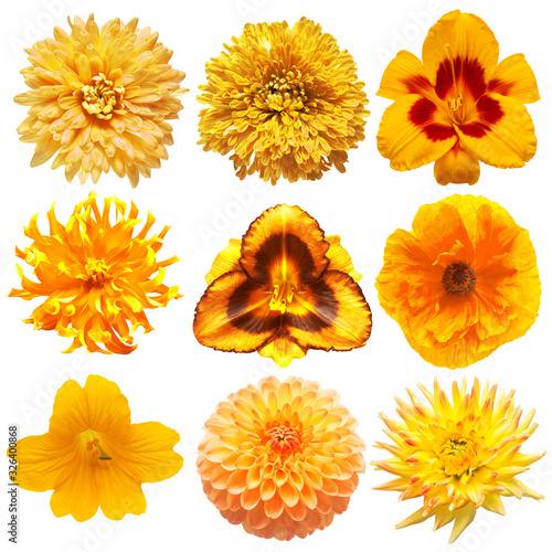 Fototapeta Naklejka Na Ścianę i Meble -  Collection beautiful head gold flowers of poppy, hemerocallis , cucumber, dahlia, chrysanthemum isolated on white background. Beautiful floral delicate composition. Flat lay, top view