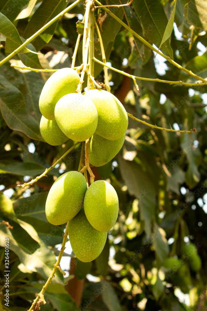 green mango on the tree, Mangifera indica