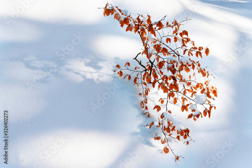 Rusty dry leaves on a beech tree in winter with snow.