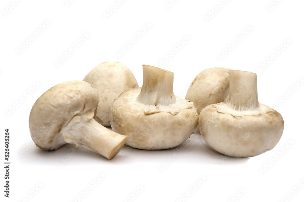 porcini mushrooms, champignons on a white background. porcini mushrooms, champignons on a white background.