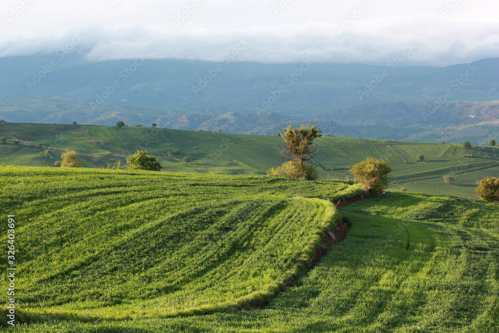 Naklejka premium rural landscape green cultivated fields