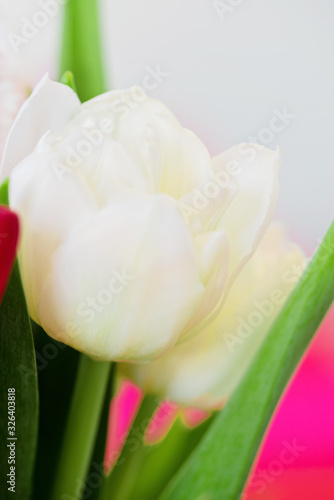 Shot of beautiful macro tulip flower, delicate and colorful
