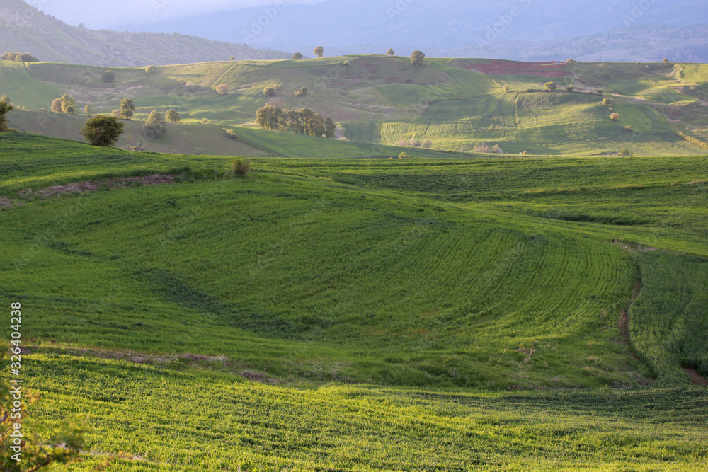 Obraz premium rural landscape green cultivated fields