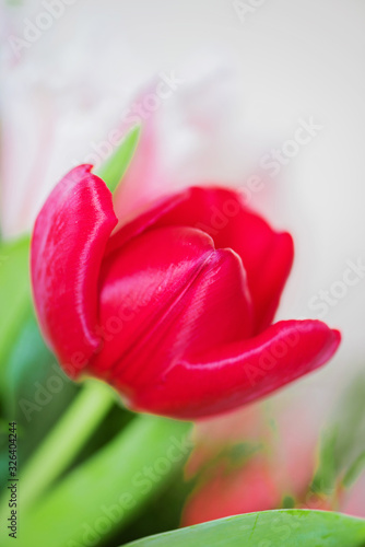 Shot of beautiful macro tulip flower, delicate and colorful