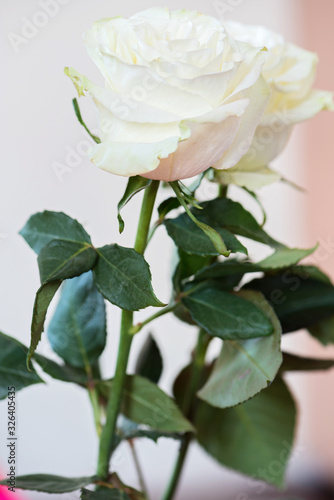 Fresh white roses, front view on the light background