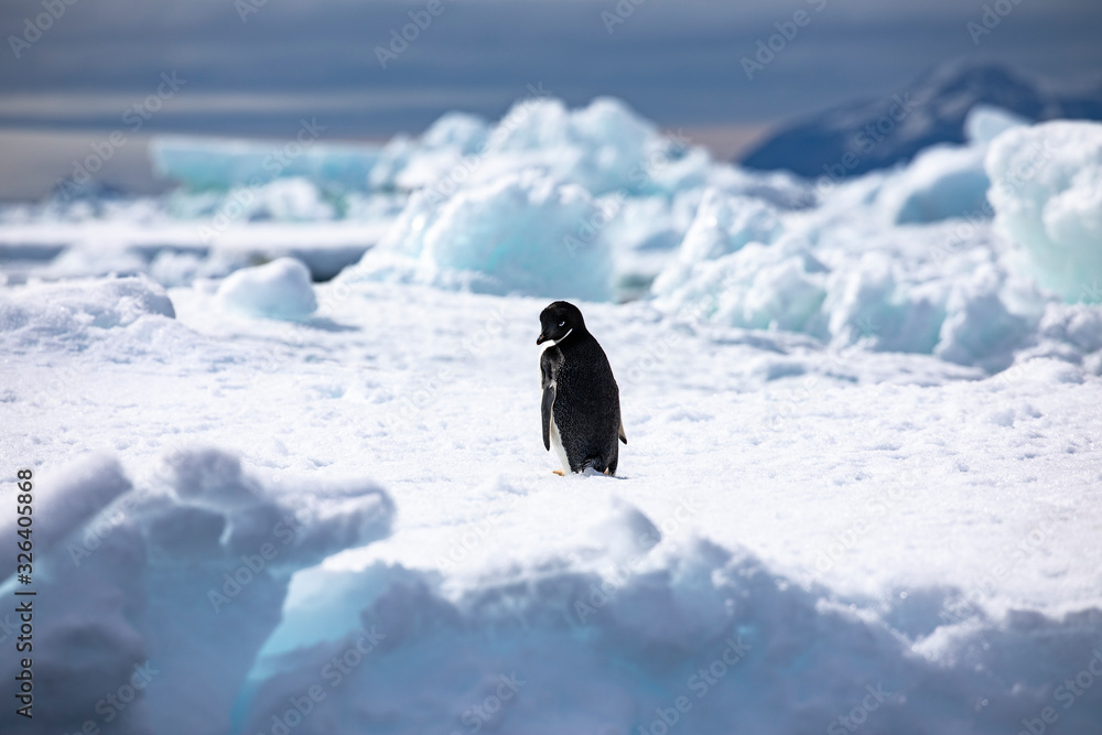 Fototapeta premium Penguin funny