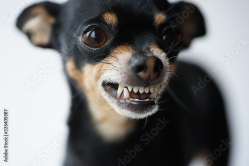 Close-up angry little black dog of toy terrier breed on a white background.Selective focus.