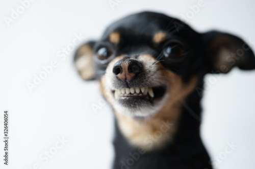 Obraz na plátně Close-up angry little black dog of toy terrier breed on a white background