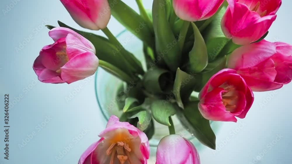 A bouquet of pink tulip flowers slowly falls into a glass vase of water. A bouquet of pink tulip flowers slowly falls into a glass vase of water.