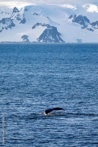 Tail fin whale