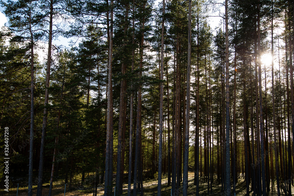 Fototapeta premium Winter sunny day in a pine forest, Russia.