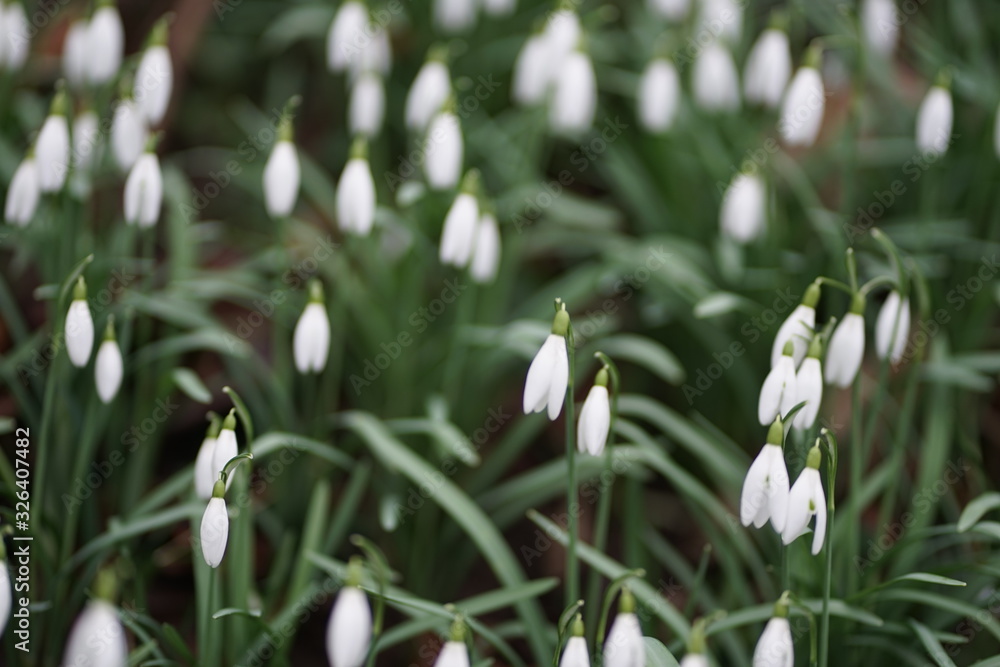 Close up of blooming spring blossom snow drop snowdrop (Galanthus Nivalis) Close up of blooming spring blossom snow drop snowdrop (Galanthus Nivalis)