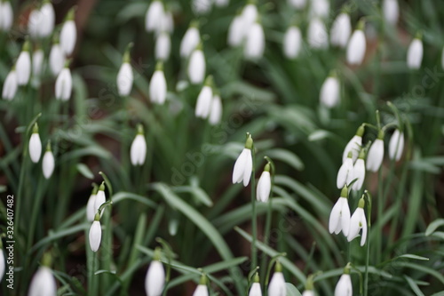 Close up of blooming spring blossom snow drop snowdrop (Galanthus Nivalis)  © Sahara Frost