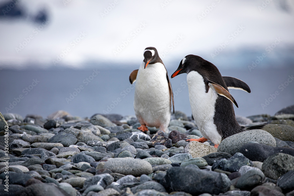 Obraz premium Penguin couple