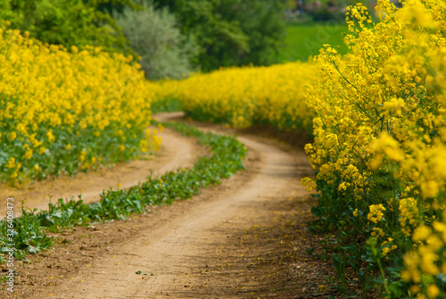 Canvas Print Dirt road