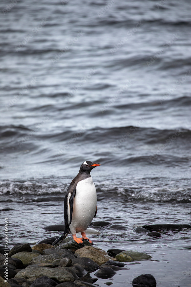 Naklejka premium Penguin shore