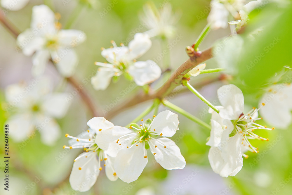 Spring flowers are blooming. Close up of white blossoms. Pastel color springtime background with copy space