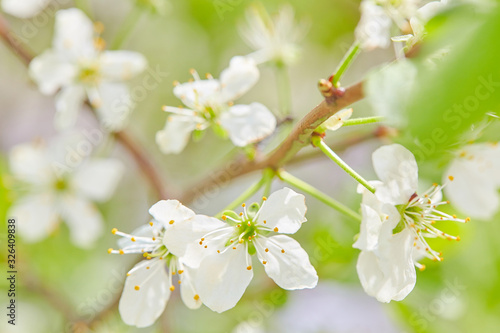 Spring flowers are blooming. Close up of white blossoms. Pastel color springtime background with copy space