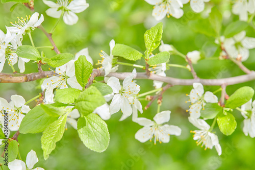 Spring flowers are blooming. Close up of white blossoms. Pastel color springtime background with copy space