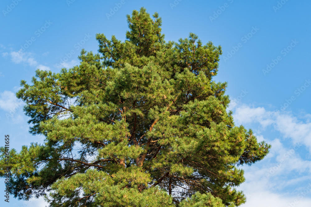 Huge ordinary pine Silvestris against blue sky. Sunny day in autumn landscape garden. Nature concept for design. Huge ordinary pine Silvestris against blue sky. Sunny day in autumn landscape garden. Nature concept for design.