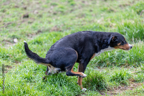 Appenzeller Mountain dog peeing in a park.