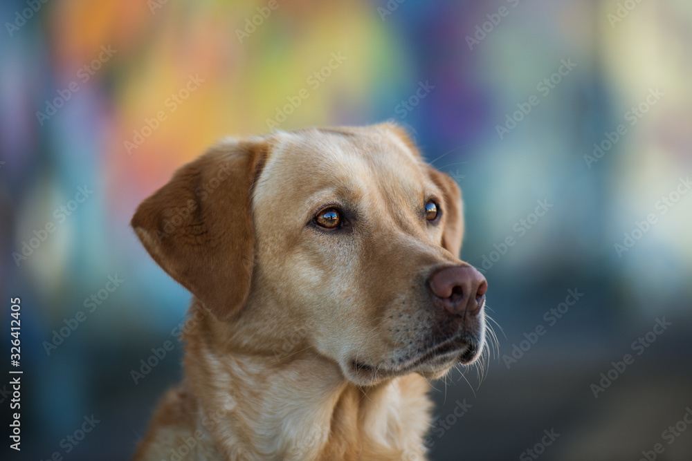 Labrador dog with graffiti in the background