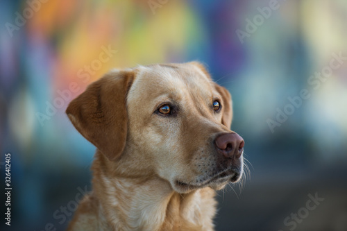 Labrador dog with graffiti in the background