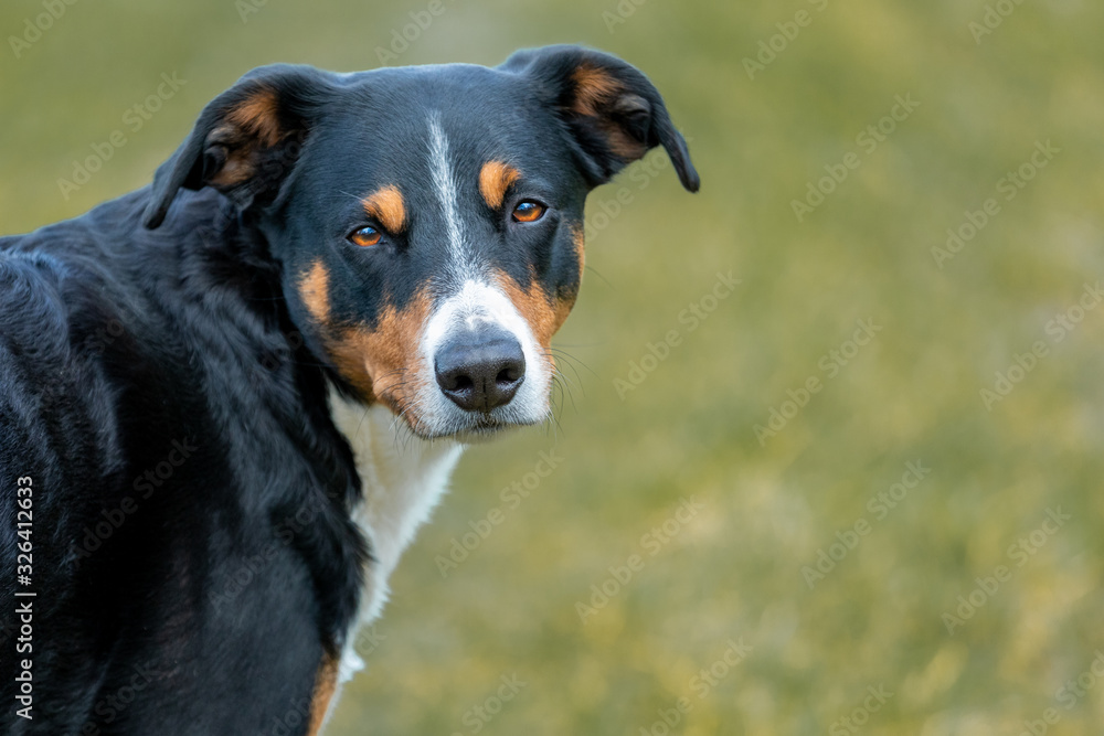 Portrait of an Appenzeller Sennenhund