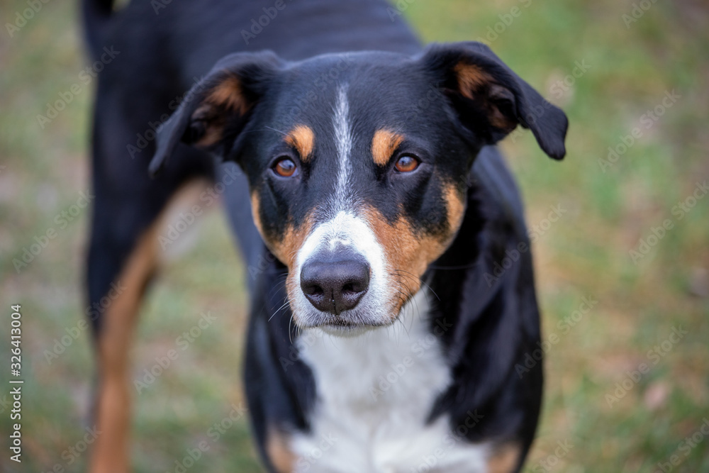 Portrait of an Appenzeller Sennenhund