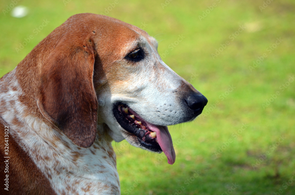 Close-up portrait of an American-English Coonhound