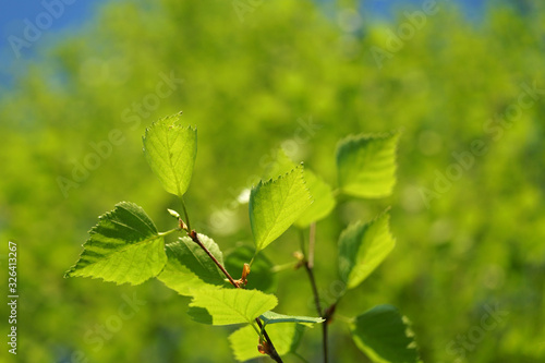 Leaves of birch in spring forest.