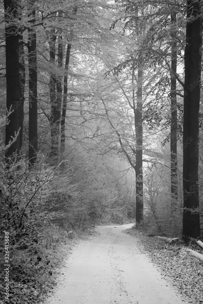 Naklejka premium winter