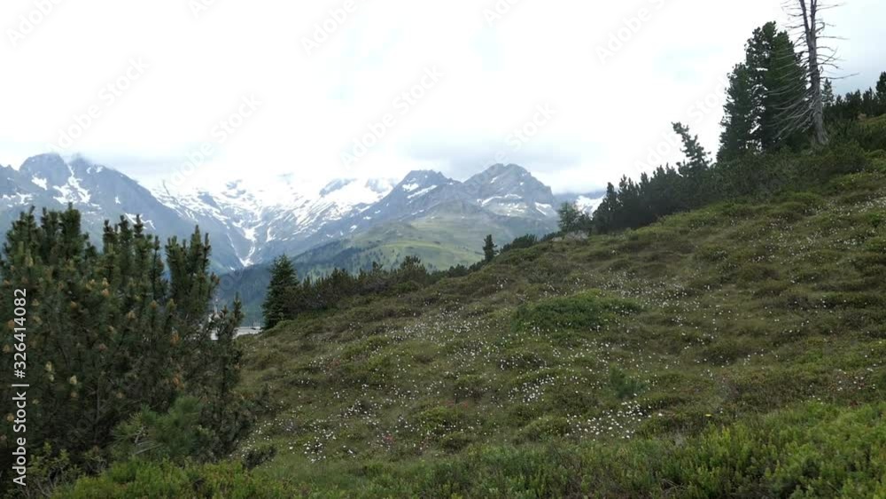 Alpine vegetation at Isskogel mountain peak. View at High taunern mountain range in Tirol Austria. Alpine vegetation at Isskogel mountain peak. View at High taunern mountain range in Tirol Austria.