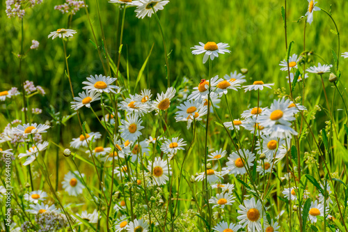 Meadow chamomile, valerian, raspberry and other wildflowers on a glade on a summer day. photo