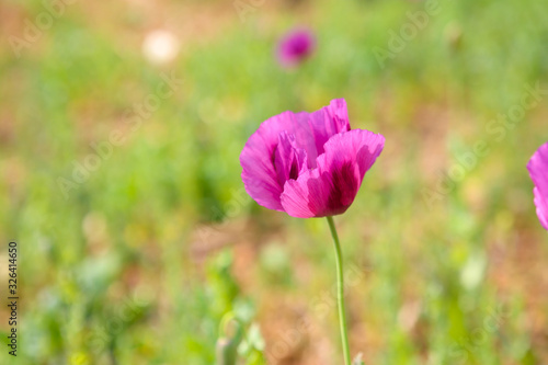 Flowers of opium poppy. opium poppy fields. Papaver somniferum, commonly known as the opium poppy or breadseed poppy, is a species of flowering plant in the family Papaveraceae. © Vilasak