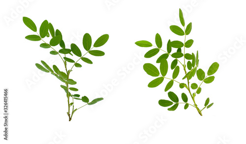 Few twigs with leaves of dog rose on white background