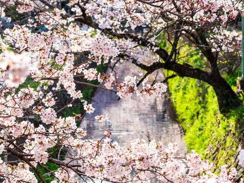 春の京都　哲学の道