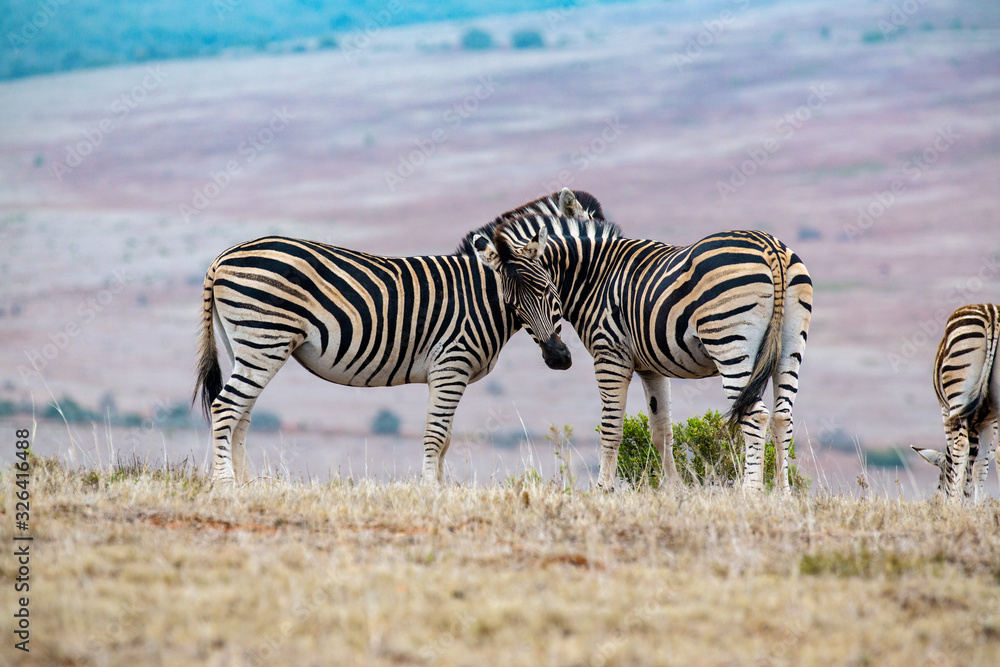 Obraz premium Zebras