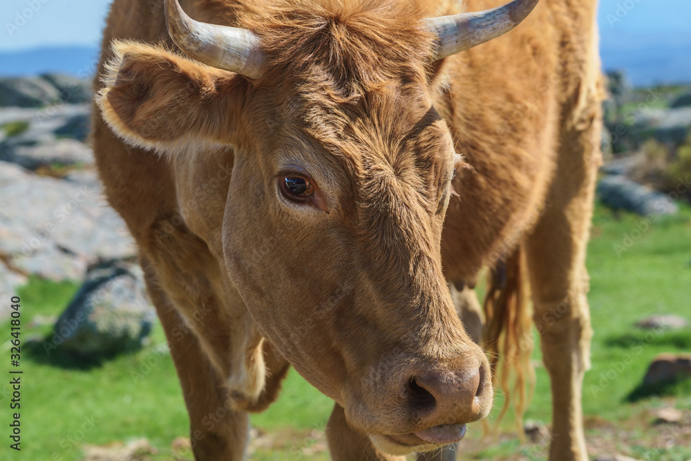 close-up of a borwn cow tasting
