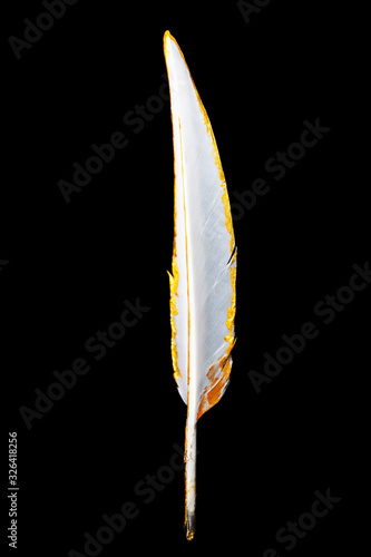 The feather is covered with gold paint close-up. Pen for calligraphy. Golden feather.