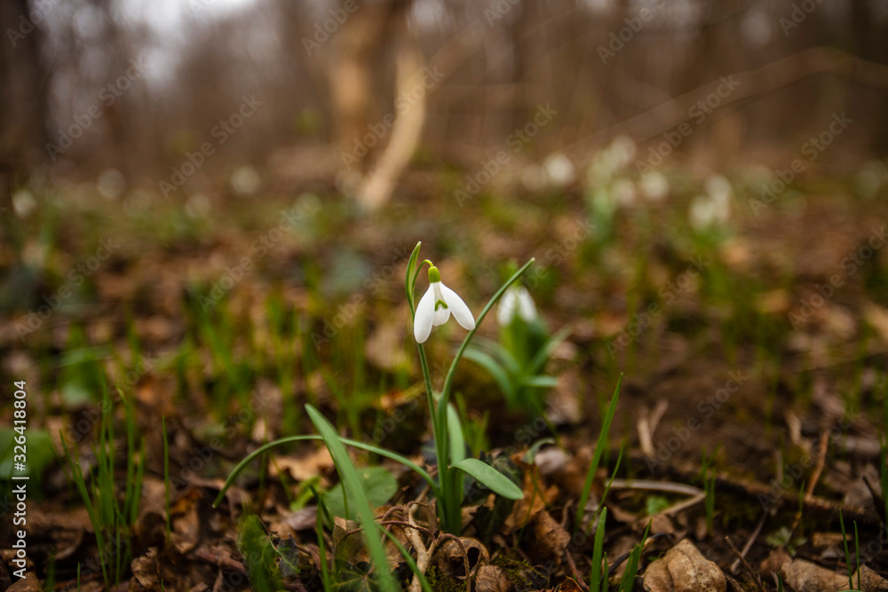 snowdrops flowers in the forest.first sign of spring snowdrops flowers in the forest.first sign of spring