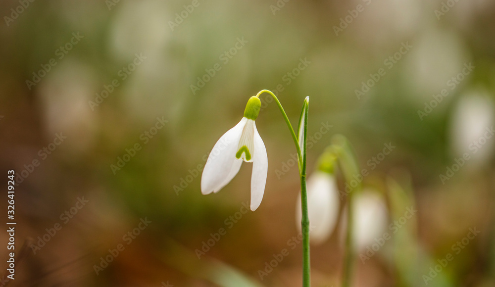snowdrops flowers in the forest.first sign of spring snowdrops flowers in the forest.first sign of spring