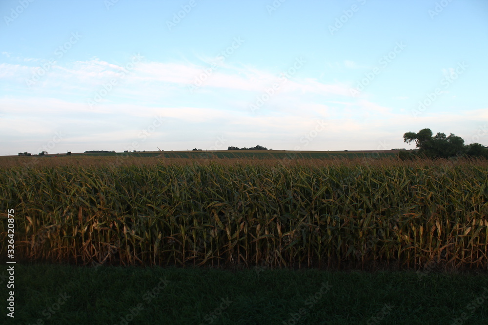 Obraz premium sunset over crop field