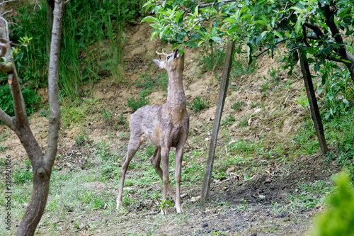 The roe deer near in the wheat field